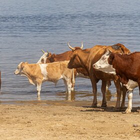 ����������. ������� ������.